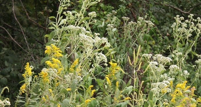 frostweed, goldenrod and other plants