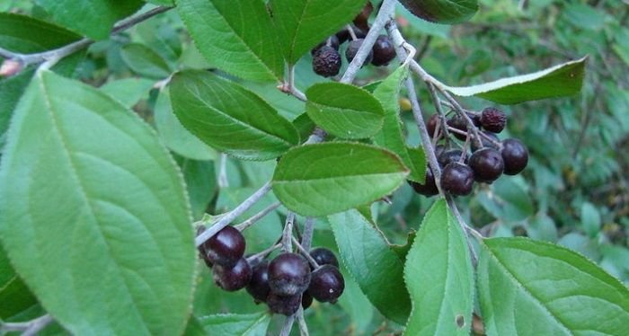 7 Unique Summer Berries To Grow On Your Own Dave S Garden