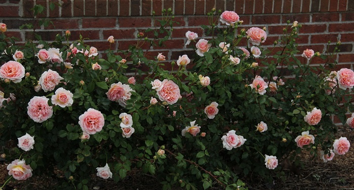 End of Season Care for Your Roses
