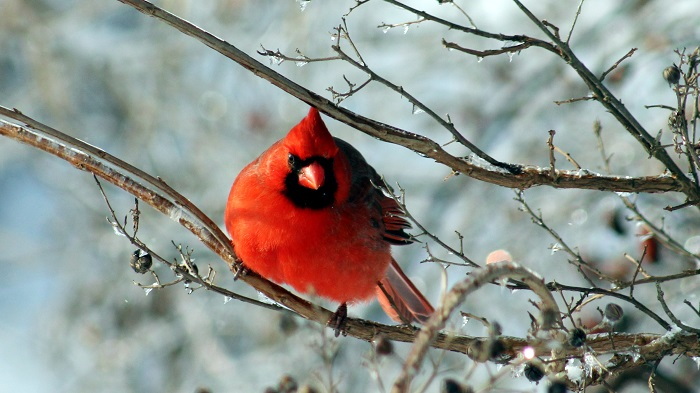 cardinal in a tree