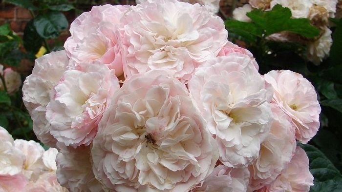 Reblooming Beauty For Your Gardens With Hybrid Musk Roses