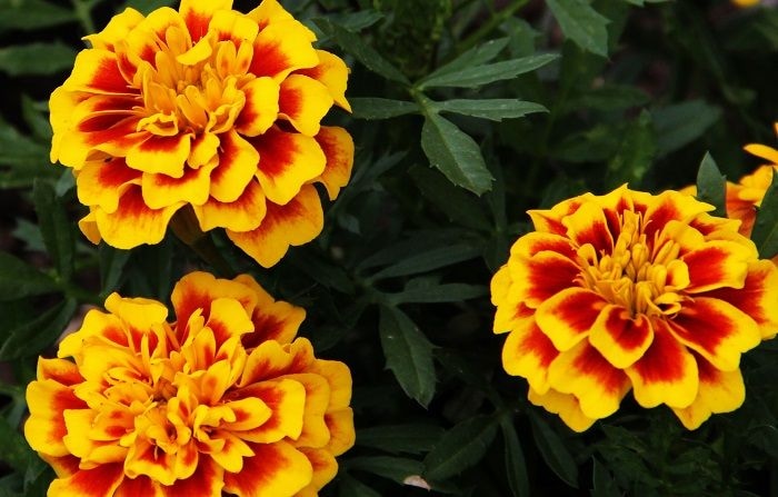 Easy To Grow Plants: Marigolds - Dave's Garden