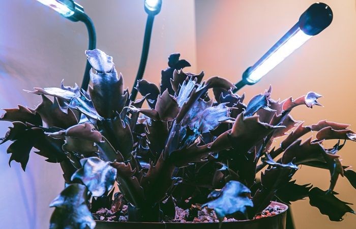 grow light with plant