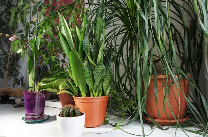 Reintroducing Your Houseplants to the Indoors - Dave's Garden