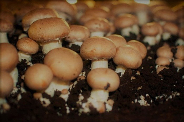 Break the Mold: A Delicious, Diverse Dive into Mushrooms - Dave's Garden