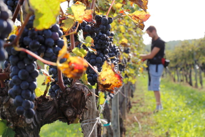 mature grape vines