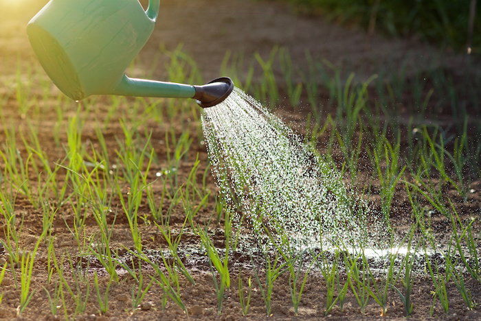 watering plants with rainwater 