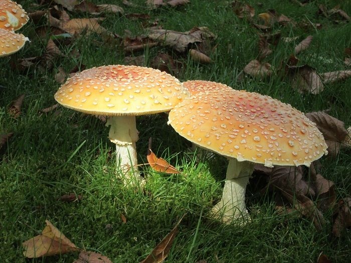 mushrooms growing