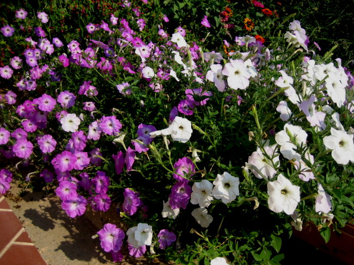 Old fashioned pink and white petunia carpet in my garden