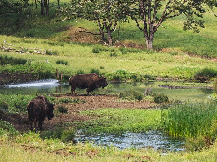 buffalo in a field near a watering hole