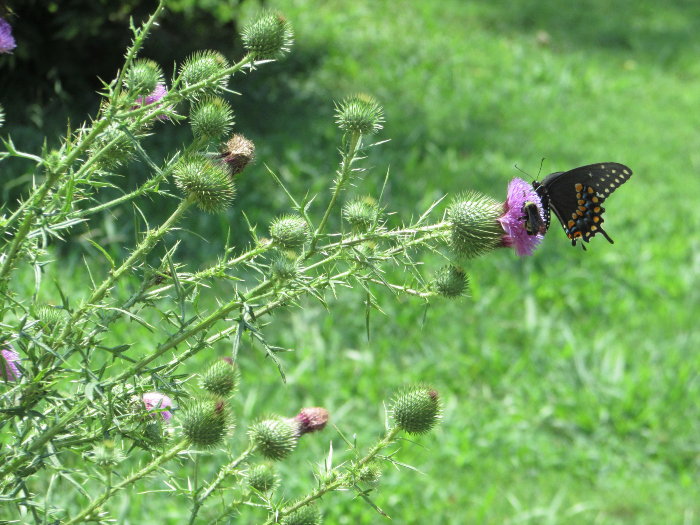 The Case for Letting Your Garden Run Wild