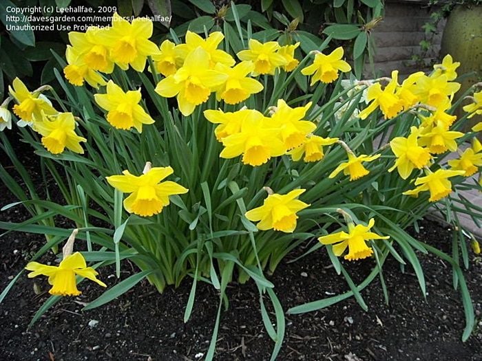 bright yellow narcissus clump