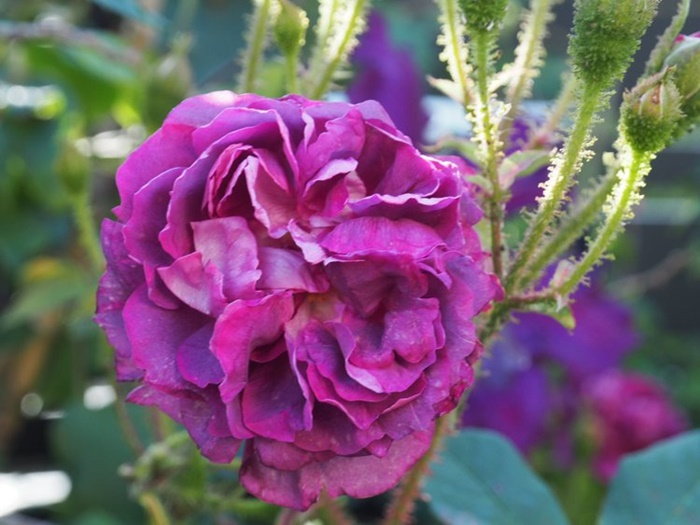 The Texas Rose Rustlers - Dave's Garden