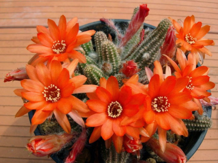 beautiful orange cacti flowers