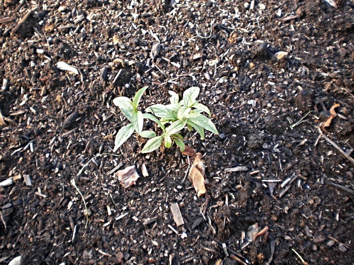 young plants growing