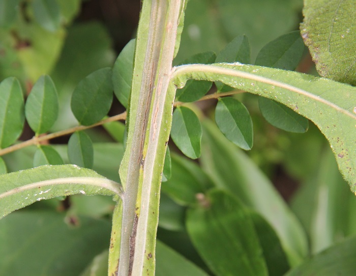 frostweed wings