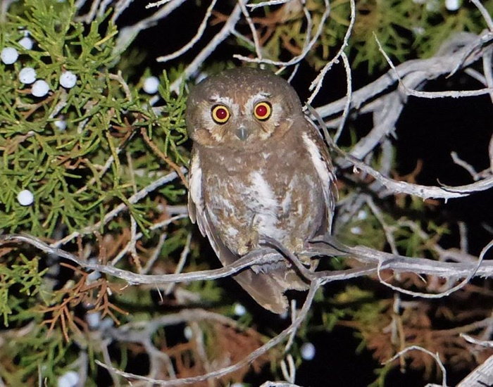 elf owl in juniper