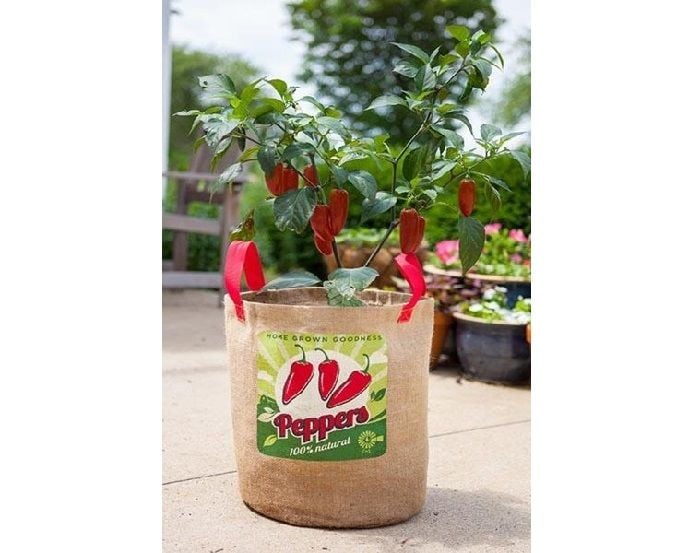 pepper plant in a grow bag