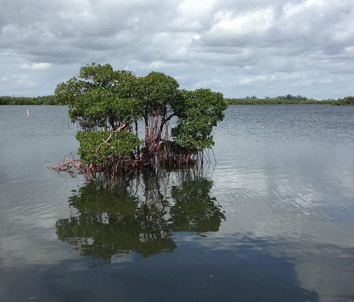 mangroves growing in the water