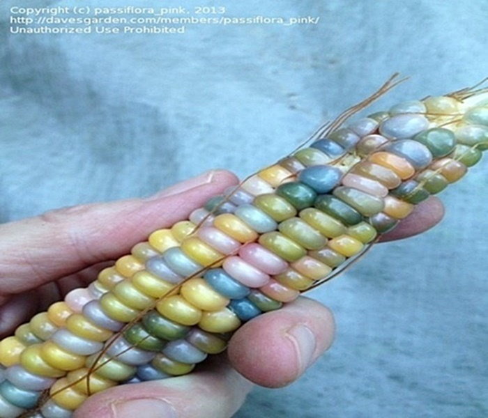 pastel indian corn
