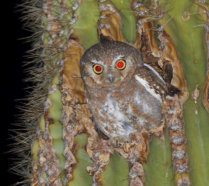 elf owl in cactus hole