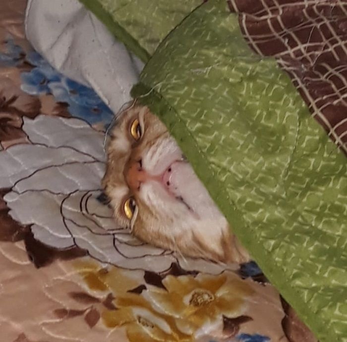 Garden Jokes and Humor Sunday Funnies 092720 Dave's Garden