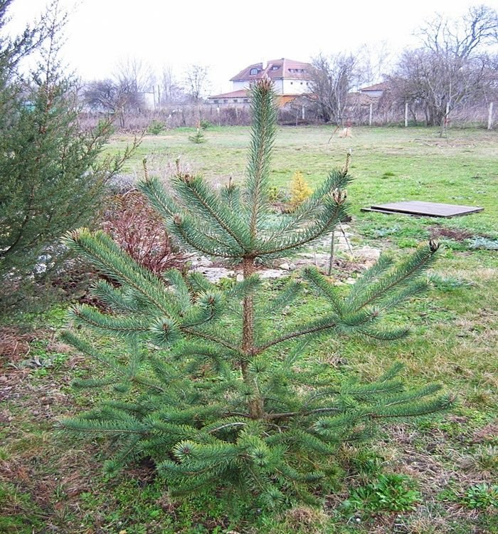 Choosing the Perfect Christmas Tree Dave's Garden