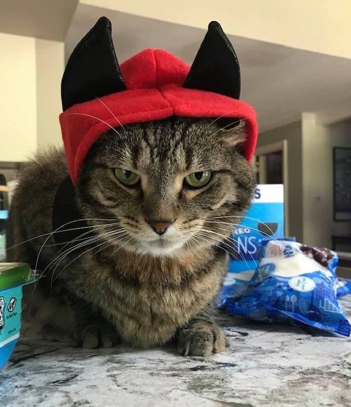 cat in a devil hat