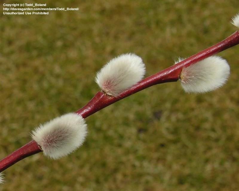 Plants – Pussy Willow Catkins – MINDING MY P'S WITH Q