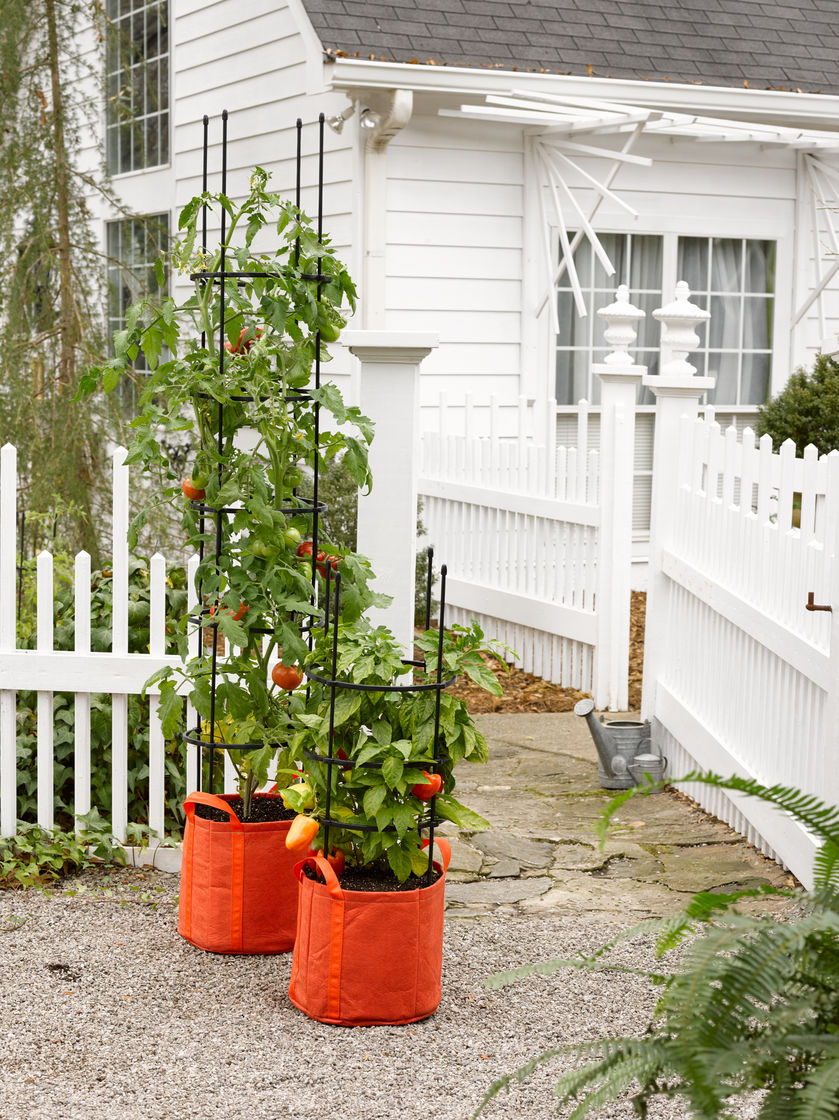 tomato plants in orange grow bags