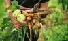 The Best Bang for Your Buck Vegetables to Grow