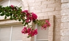 Crepe myrtle branch with pink blooms drooping in front of a tan brick building