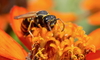 yellow-jacket wasp on orange flower