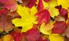 Five Ways To Preserve Fall Leaves