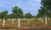 A grove of citrus trees with white paint on the trunks.