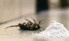Roach Infestations and How to Prevent Them
