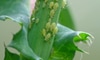 Home Remedy For Aphids