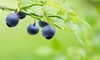 How to Fertilize Blueberry Bushes