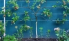 How to Espalier Trees