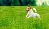 How to Care for Your Lawn as a Pet Owner