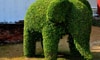 DIY Topiary: Take Your Pruning to the Next Level