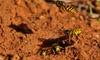 wasps surrounding entrance to a ground nest
