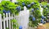 How to DIY a White Picket Fence