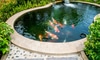 Koi fish in a pond.