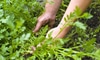 5 Weeds You Actually Want to Keep