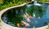 Backyard pond with koi fish