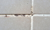 bathroom tiles with mildew on the caulking or grout