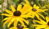 How to Transplant a Black-eyed Susan