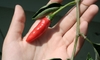 Maintaining Your Chili Pepper Plants