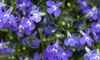 Hints for Pruning a Lobelia